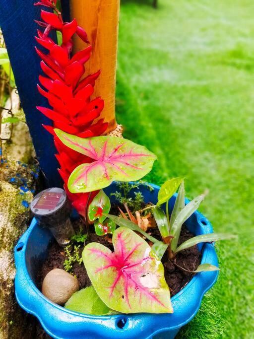 Villa Poetry Garden Bocas Town Colon Island Exterior foto