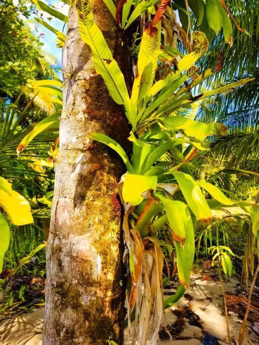 Villa Poetry Garden Bocas Town Colon Island Exterior foto